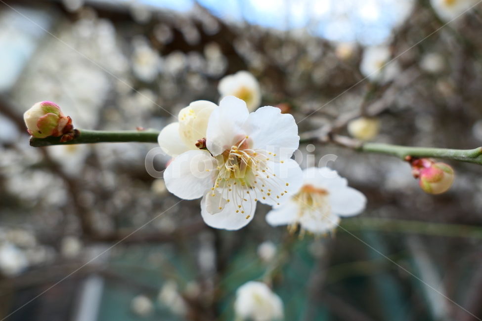 white plum,Sagunja,pollen,plum tree,early spring,flowering,spring,spring flowers,petal,white,affix,plants,plum blossom,spring news,macro,pistil,seasons,nature,flower,bud,closeup,stamen