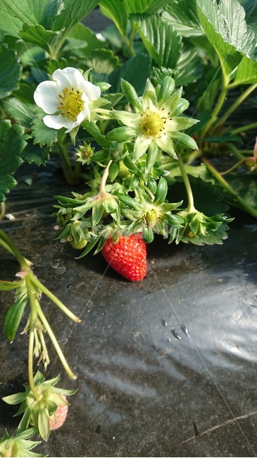 딸기,꽃,하우스,농촌,strawberry,과일,열매,fruit