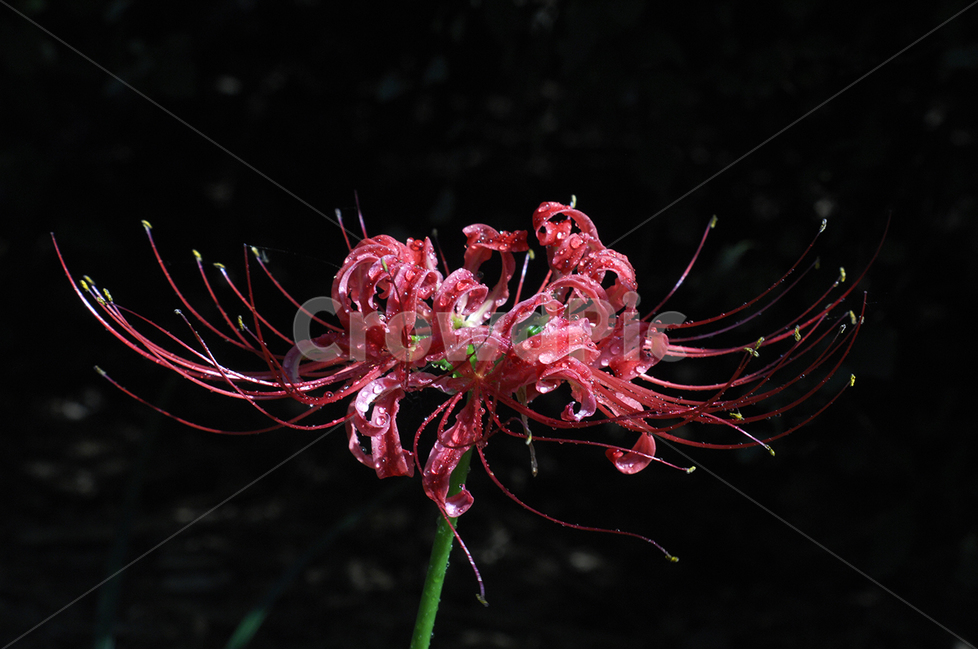 꽃,상사화,사랑,접사,그리움,식물,자연,plants,nature,꽃,flower