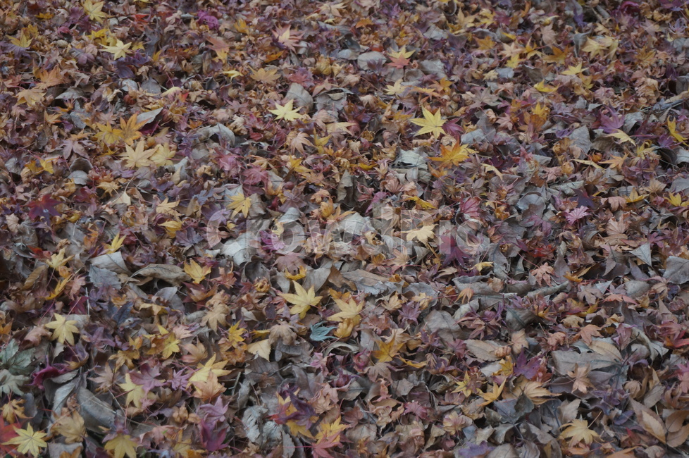 낙엽,가을낙엽,가을,만추,단풍,가을,계절,fall,autumn,season,ground,바닥,leaf,잎,plant,식물