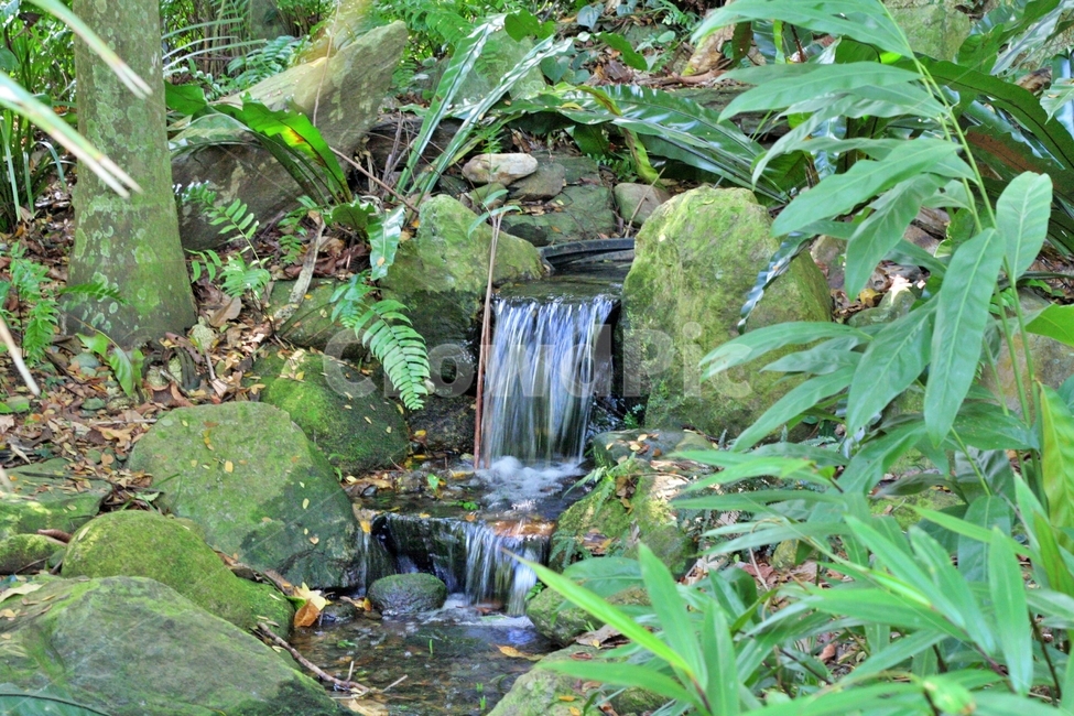 호주,시냇물,rainforest,water,물,nature,자연,outdoors,식물,plant,강,river,옥외,vegetation,초목