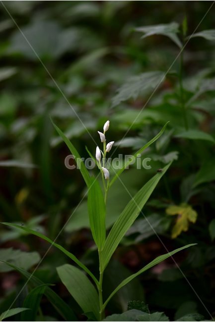 은대난초,야생화,꽃,식물,자연,생태,플라워,flower,plants,nature,식물,자연,plants,nature,꽃,flower