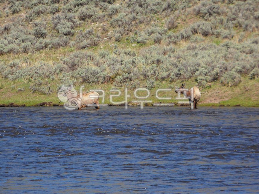 A national park,usa,worldheritage,scenic,scenery,nationalpark,Madison River,scene,mountain,unesco,sight,world heritage,world natural heritage,worldnaturalheritage,USA,nature,elk,madisonriver,moose,wyoming,water,yellowstone,outdoors,landscape