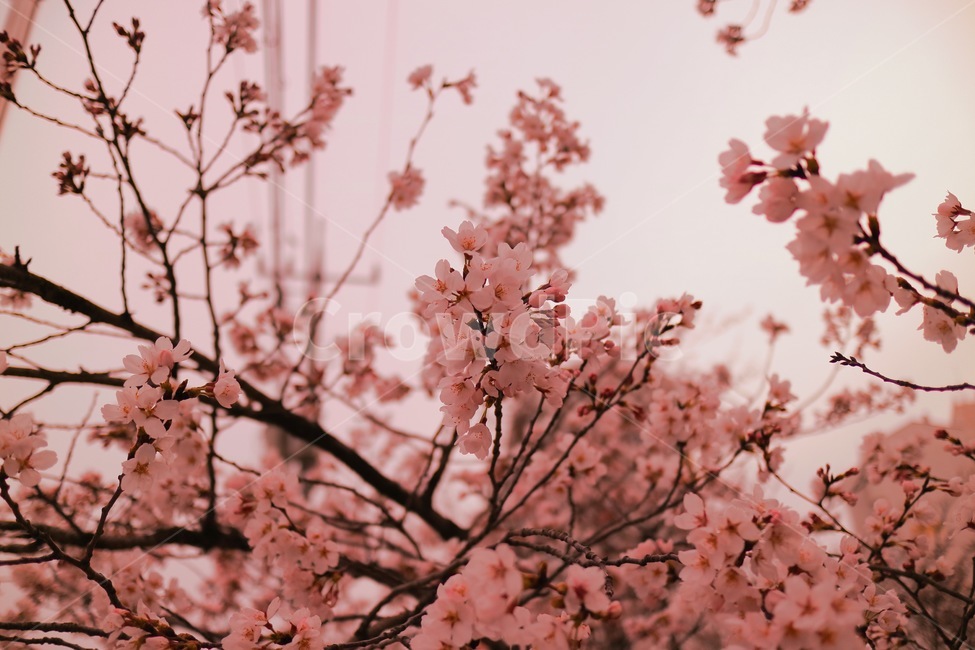 감성사진,색감,plant,식물,flower,꽃,blossom,벚꽃,봄꽃