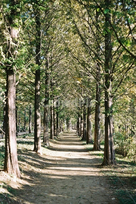 산책로,나무숲,메타세콰이어,나무,자연,trail,wood,metasequoiaroad,tree,nature,자연,풍경,nature,landscape,plant,식물,vegetation,초목,path,통로,woodland,삼림지,forest,숲,land,땅,outdoors,옥외,grove,작은 숲