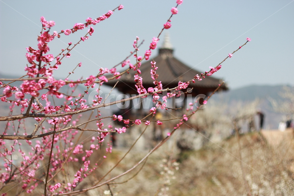 정자,꽃,매화,홍매화,flower,봄,spring,봄꽃,매화꽃,매실,prunusmume,나무,가지,식물,korea,풍경,자연,season,plants,nature,경치,scenery,야외