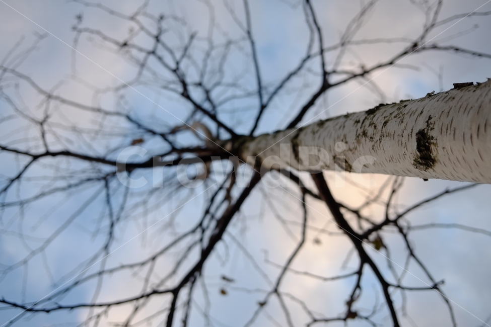 감성사진,나무,자연,꽃,하늘,겨울,계절,winter,season,식물,자연,plants,nature