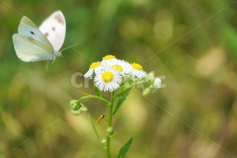 꽃,나비,벌,배경,자연,접사,힐링,신선함,안식처,season,plants,nature,flower,sensible,feeling,색깔,색상,색채,색감,colorsense,colorsensitivity,feelingofcolor,bee,butterfly,감성,평온함,느낌,휴식