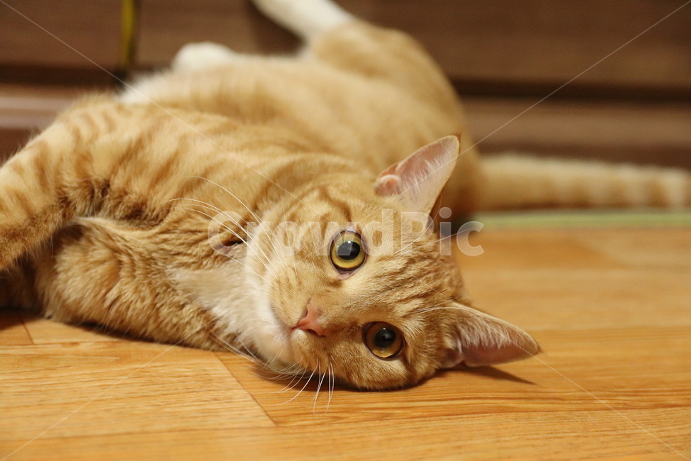고양이,캣,코숏,코리아숏헤어,반려묘,반려동물,동물,치즈코숏,노란고양이,집고양이,길고양이,cat,동물,animal,포유류,mammal,고양이,cat,kitten,kitty