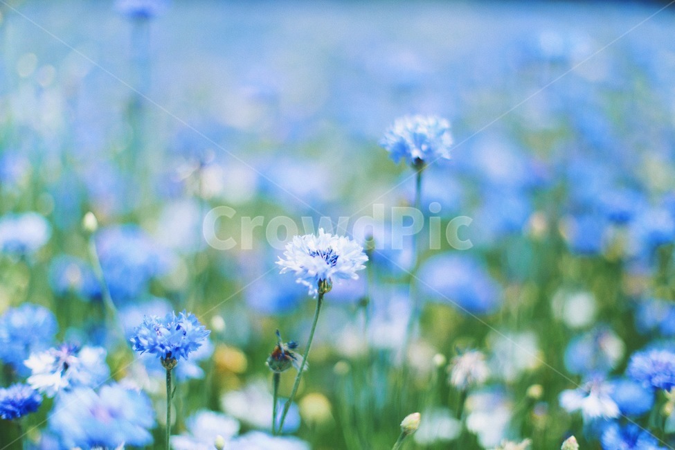 수레국화,국화,파란꽃,꽃,식물,느낌,감성,색감,필름,blue,배경화면,빈티지,식물,자연,plants,nature,꽃,flower,감성,sensible,feeling,색깔,색상,색채,색감,color sense,color sensitivity,feeling of color
