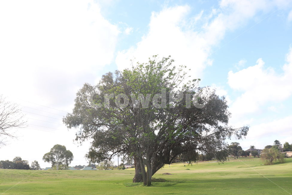 field,들,outdoors,옥외,plant,식물,grass,잔디,하늘,구름,나무,공원,자연,풍경,nature,landscape,나무,trees,wood