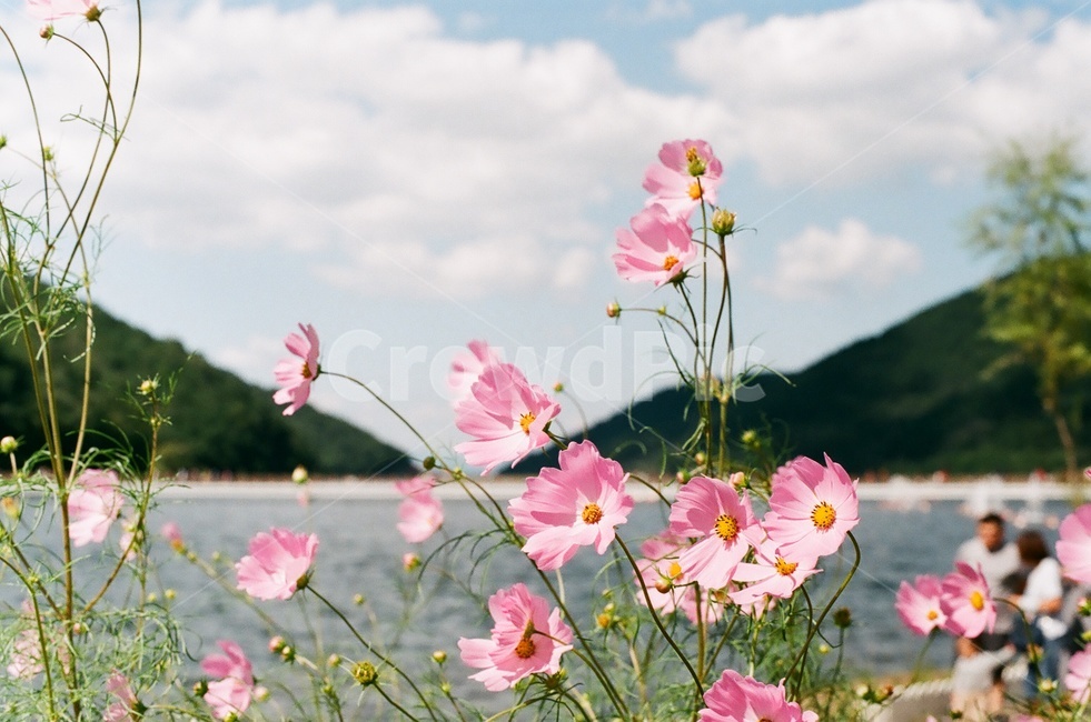 자연,풍경,코스모스,꽃,핑크,가을,계절,fall,autumn,season,식물,자연,plants,nature,꽃,flower,감성,sensible,feeling,plant,blossom,geranium,제라늄