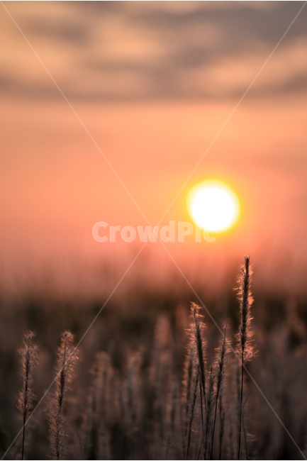 노을,일몰,태양,억새풀,풍경,자연,풍경,nature,landscape,grass,잔디,plant,식물,lawn
