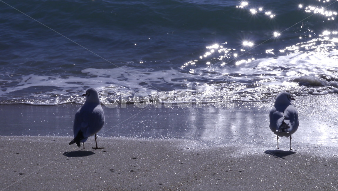 자연,바다,빛,풍경,갈매기,윤슬,파도,해변,바다,beach,sea,동물,animal,조류,새,birds,휴식,힐링,rest,relaxation,healing