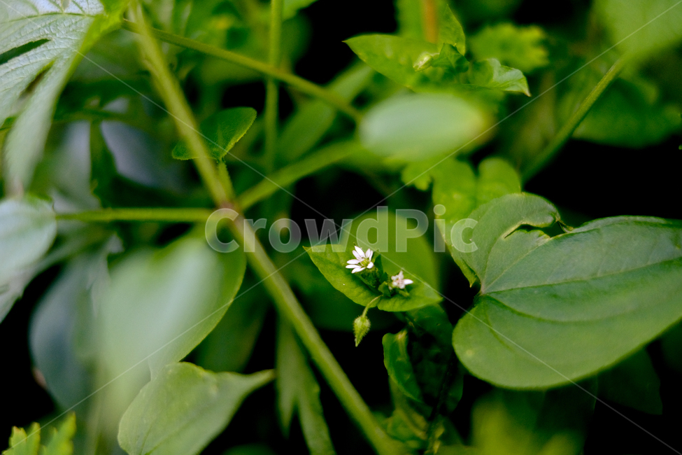 하얀꽃,whiteflower,작은꽃,smallflower,야생화,식물,자연,plants,nature,꽃,flower