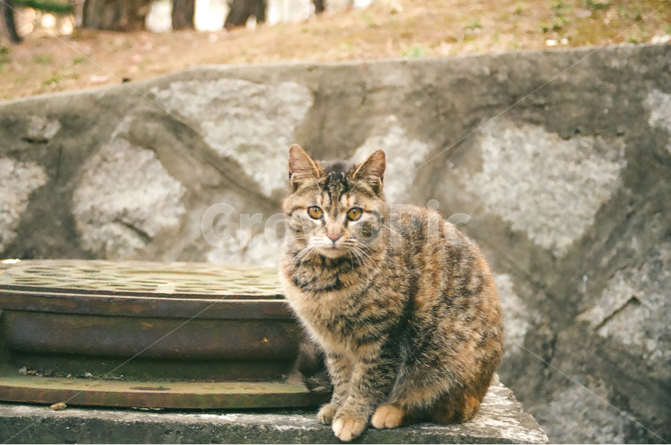 고양이,길고양이,cat,동물,animals,냐옹이,귀여움