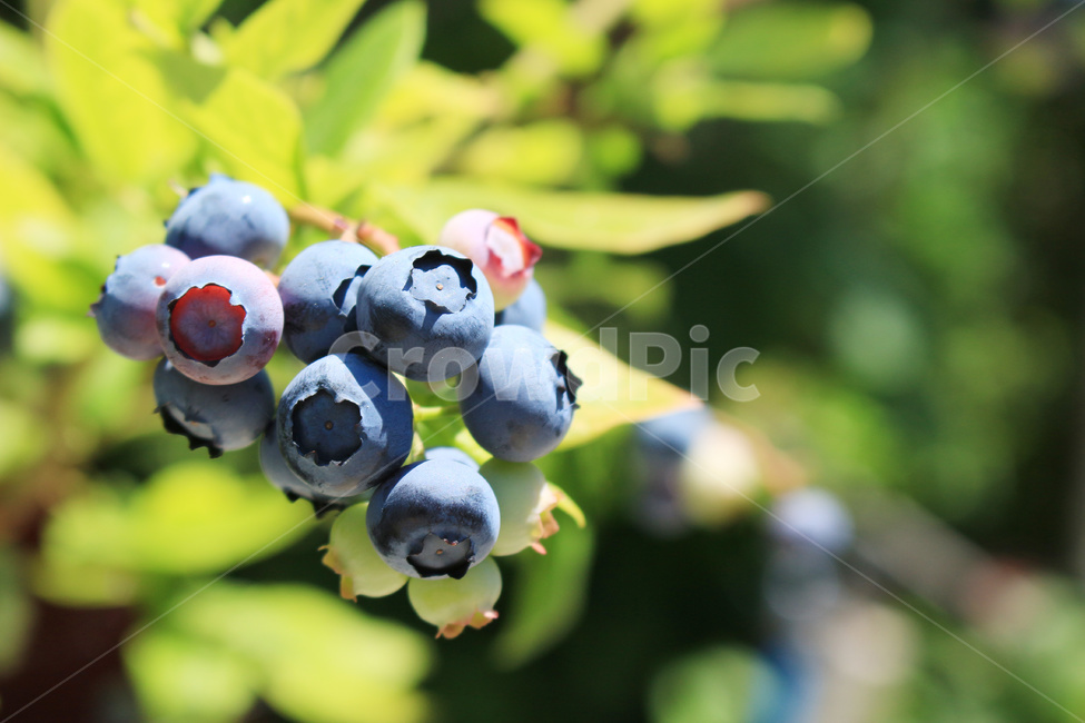 블루베리,블루베리열매,블루베리과일,블루베리재배,블루베리농사,과일,열매,fruit,농업,농사,agriculture,farming,farming industry
