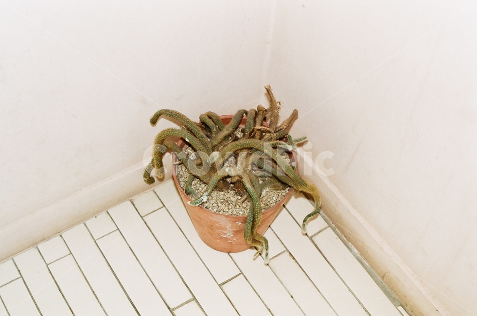 선인장,화분,인테리어,장소,구석,식물,시든식물,다육,다육이,다육식물,plant