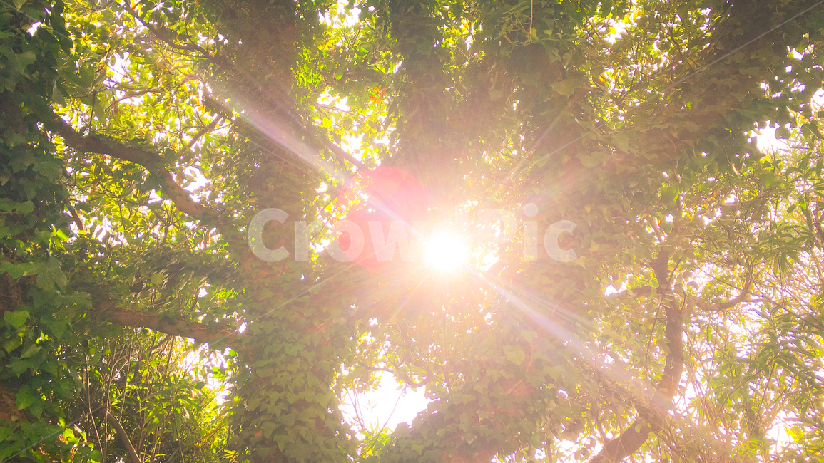 자연광,플레어,햇빛,햇살,나무,식물,자연,plants,nature,나무,trees,wood,휴식,힐링,rest,relaxation,healing