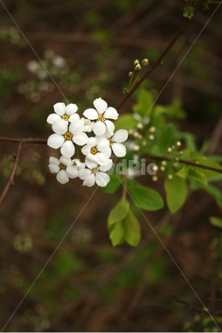 조팝꽃,봄,봄날,감성,spring,flower,풍경,식물,초록,꽃,하얀,흰색,white,봄,계절,spring,season,식물,자연,plants,nature,꽃,flower,blossom,geranium,제라늄,plant