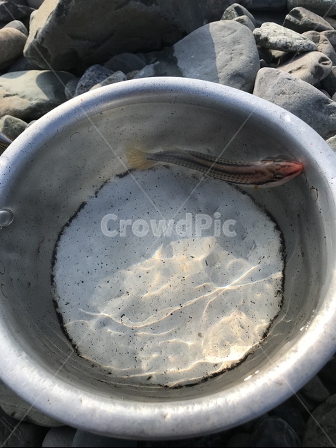Beach,ocean,Pisces,fish,fishing,wrasse,Dragontoothed wrasse