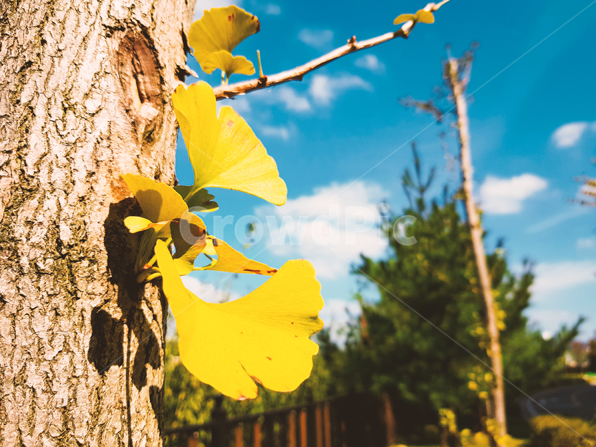 가을,은행나무,배경,감성,풍경,구름,계절,자연,가을하늘,하늘,식물,fall,autumn,ginkgo,season,feeling,sensible,nature,tree,plant,가을,계절,fall,autumn,season,식물,자연,plants,nature,나무,trees,wood,leaf,잎