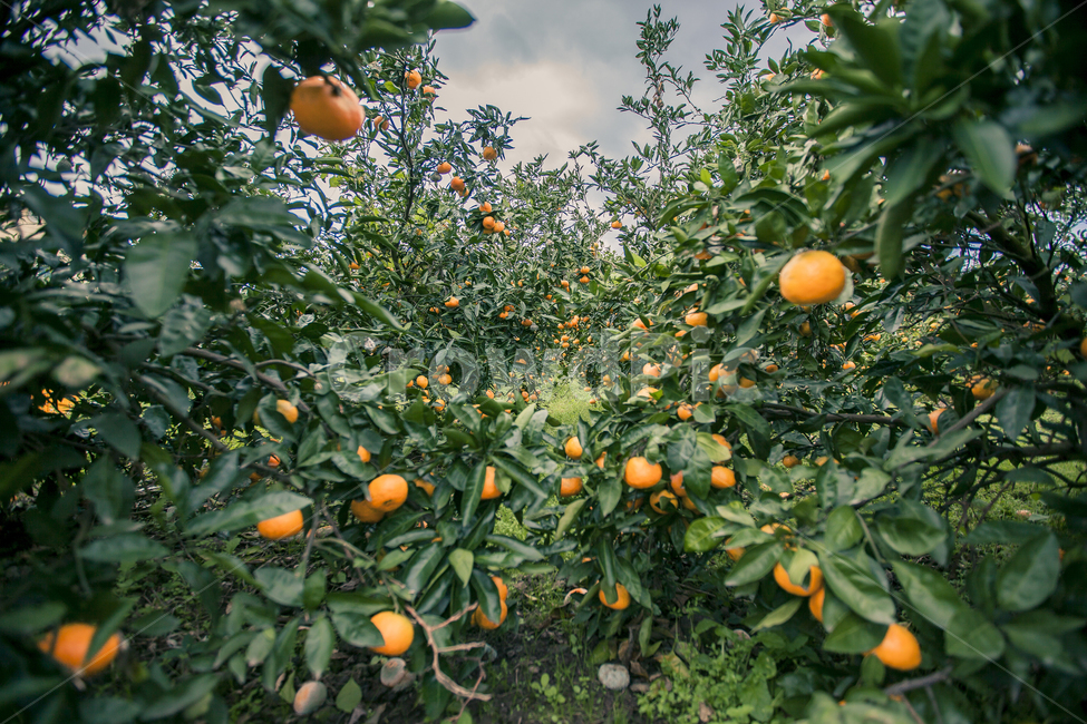 plant,식물,food,음식,citrusfruit,과일,fruit,감귤류과일,제주,제주도,감귤밭,감귤나무,열매,수확,주황색,노랑,오렌지,orange,자연,농사,감귤농사,과일,열매,fruit