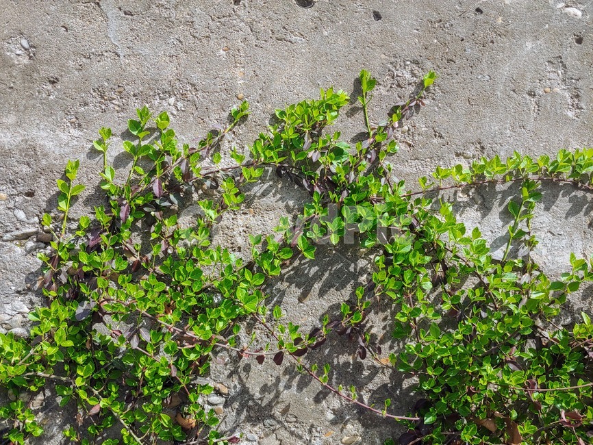 plant,식물,덩쿨,나무,나무줄기