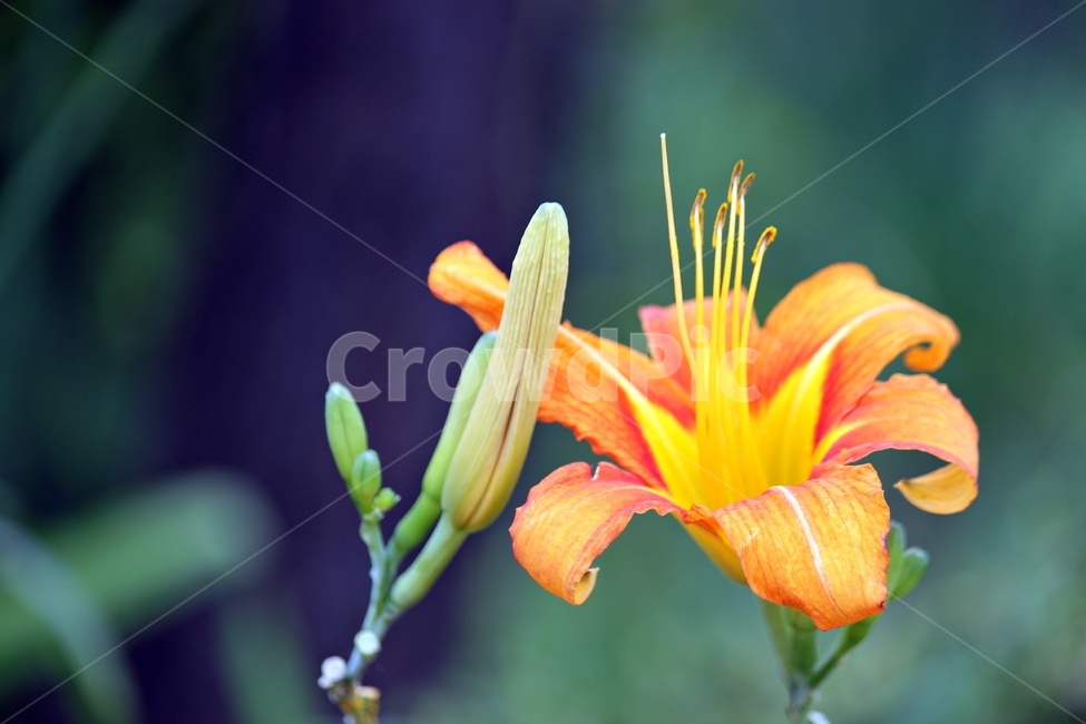 꽃,식물,꽃잎,생물,자연,꽃밭,작물,plant,flower,nature,왕원추리,여름꽃,beauty,식물,자연,plants,nature,꽃,flower
