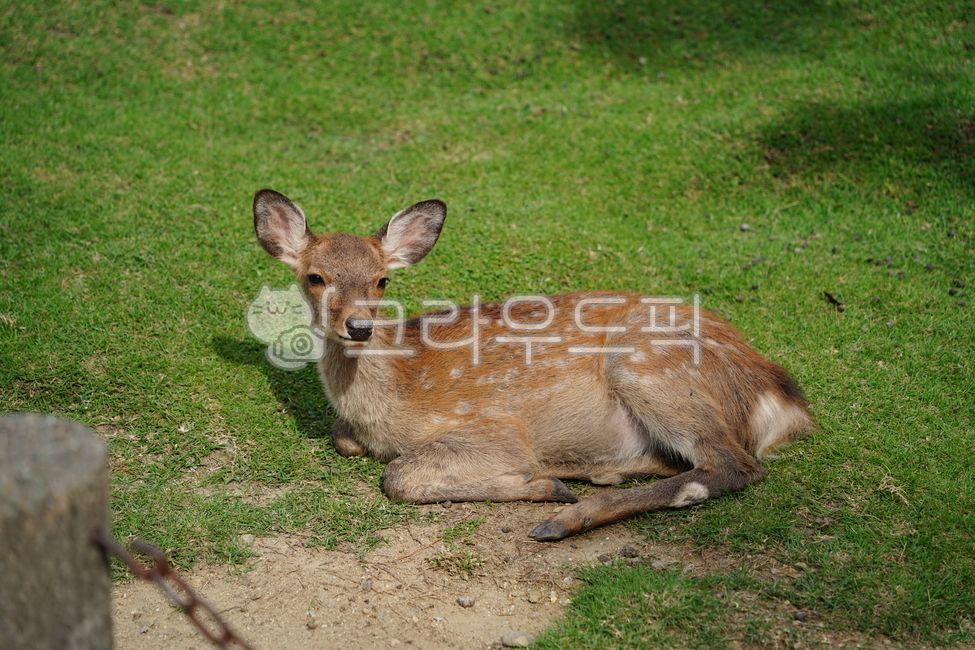 deer,animal,national park,japan deer park,roe deer,deer park,park,cute,japan,goral,deer,nara,animal,japan