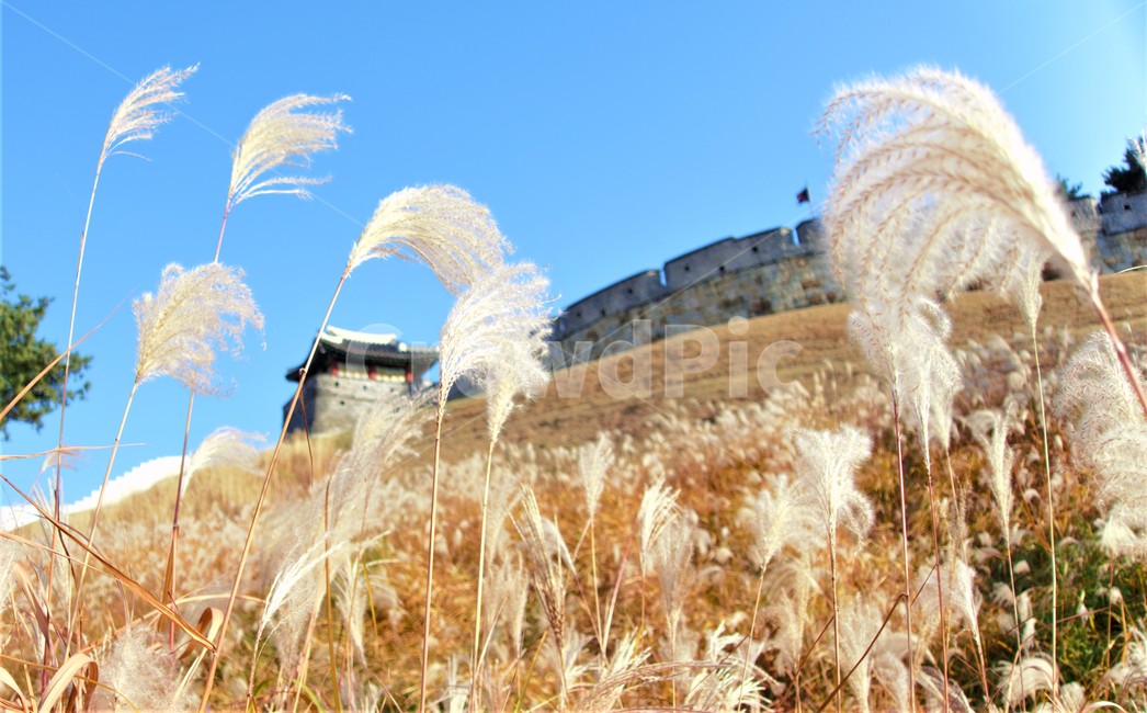 화성,갈대,풍경,가을,배경,하늘,수원,가을,계절,fall,autumn,season,한국전통,한국문화,korean traditional,korean culture,랜드마크,landmark,tourist attraction,한국랜드마크,한국관광지,한국명소,korea landmark,korea tourist attraction,식물,자연,plants,nature,grass,잔디,plant,lawn,reed