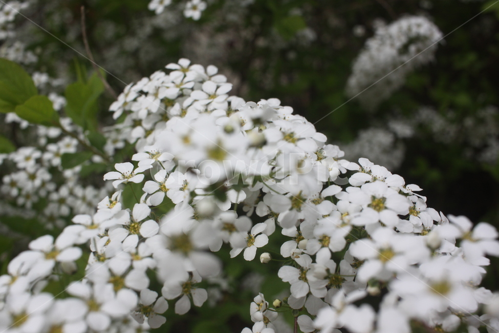 plant,식물,꽃,flower,조팝나무