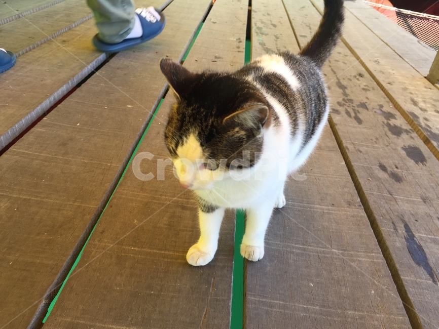 낚시터,낚시터고양이,고양이,양이,냥이,cat,동물,animal,포유류,mammal,고양이,cat,kitten,kitty