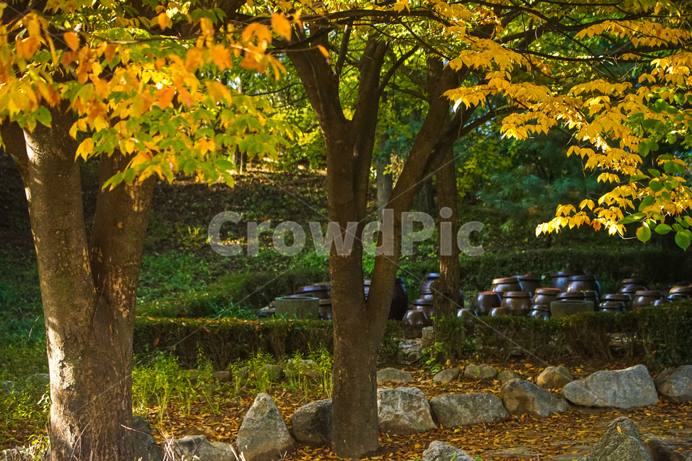 가을,단풍,계절,감성,나무,식물,햇살,가을,계절,fall,autumn,season,leaf,잎,plant,tree,tree trunk,나무 줄기
