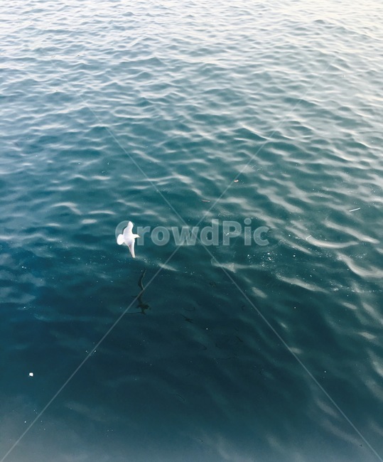 바닷물,바다,sea,갈매기,blue,파랑,윤슬,물결,야외,배경,바탕,블루톤,파란색,자연,nature,풍경,푸른