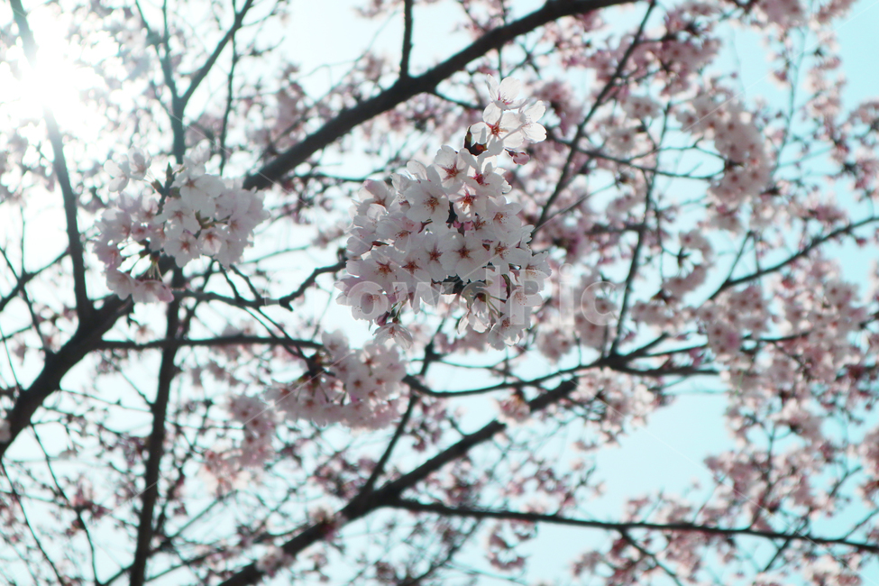 벚꽃,봄,감성사진,사쿠라,식물,하늘,풍경,봄,계절,spring,season,plant,flower,꽃,blossom