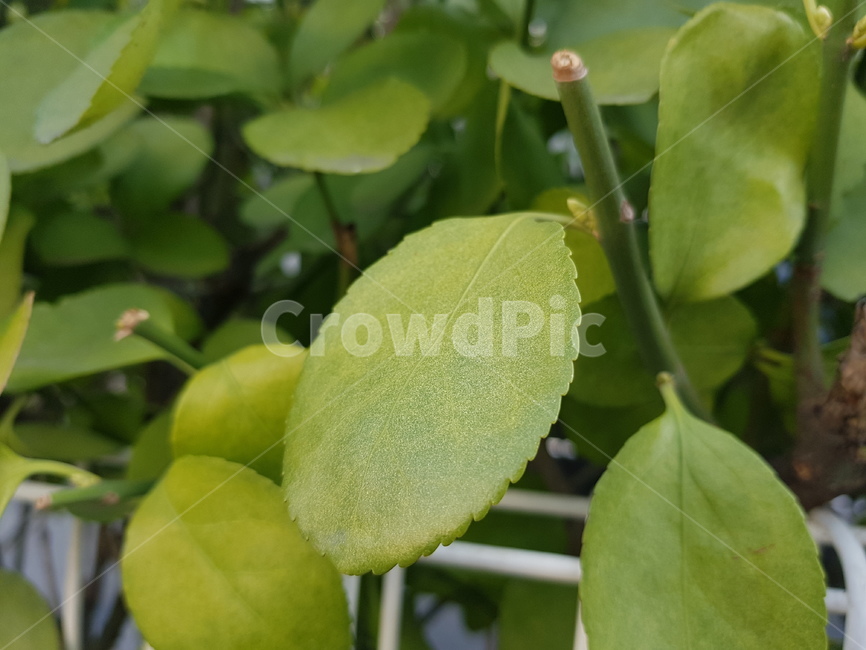 식물,plant,잎,leaf,green,식물,자연,plants,nature