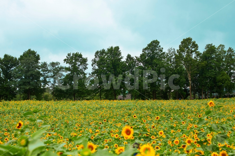해바라기,하늘,꽃,구름,벌,flower,sky,해바라기밭,식물,노란꽃,자연,풍경,nature,landscape,여름,계절,summer,season,field,들,plant