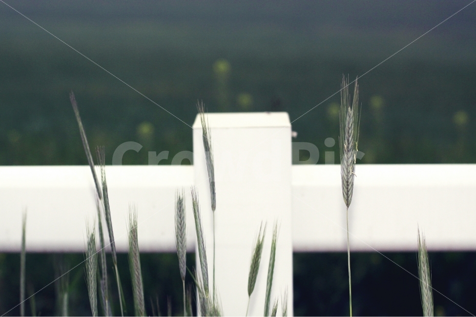 청보리,울타리,새벽,십자가,푸른,식물,자연,plants,nature,감성,sensible,feeling