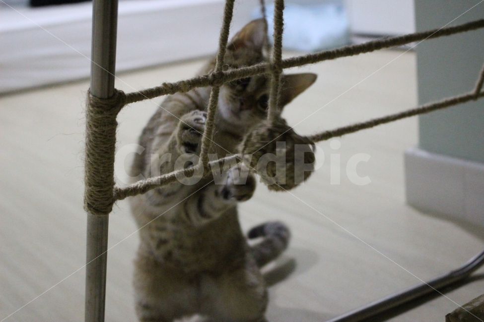 고양이,반려동물,유기묘,길냥이,애완동물,cat,pet,kitten,아기고양이,코숏,코리안숏헤어,동물,animal,고양이,cat,kitten,kitty,포유류,mammal
