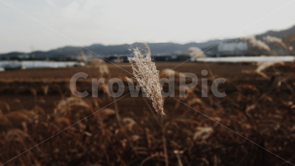 갈대,시골,자연,풍경,가을,억새,식물,자연,plants,nature,감성,sensible,feeling,가을,계절,fall,autumn,season,시골,마을,풍경,landscape,country,rural,town,grass,잔디,plant,lawn