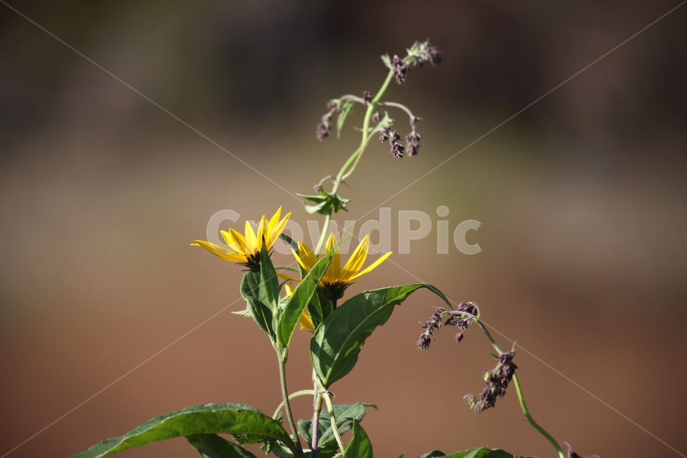돼지감자,꽃,식물,topinambur,환삼덩굴,돼지감자꽃,식물,자연,plants,nature,꽃,flower