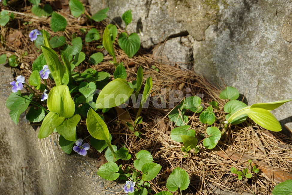 꽃,봄,보라색,식물,초로색,식물,자연,plants,nature