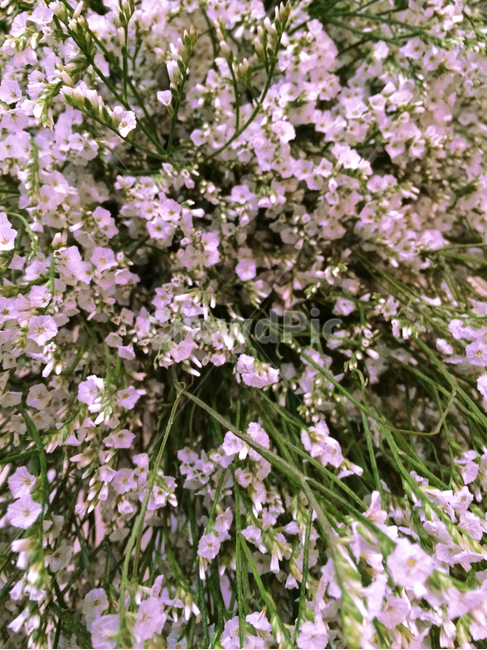 식물,꽃,flower,plant,blossom,감성,색감,색깔,emotion,sensible,color,봄,계절,season,spring