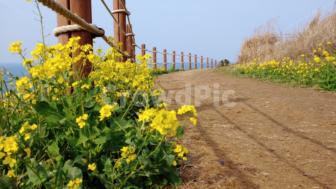 제주도유채꽃,제주도서우봉,유채꽃,서우봉,jejuisland,yellowflower