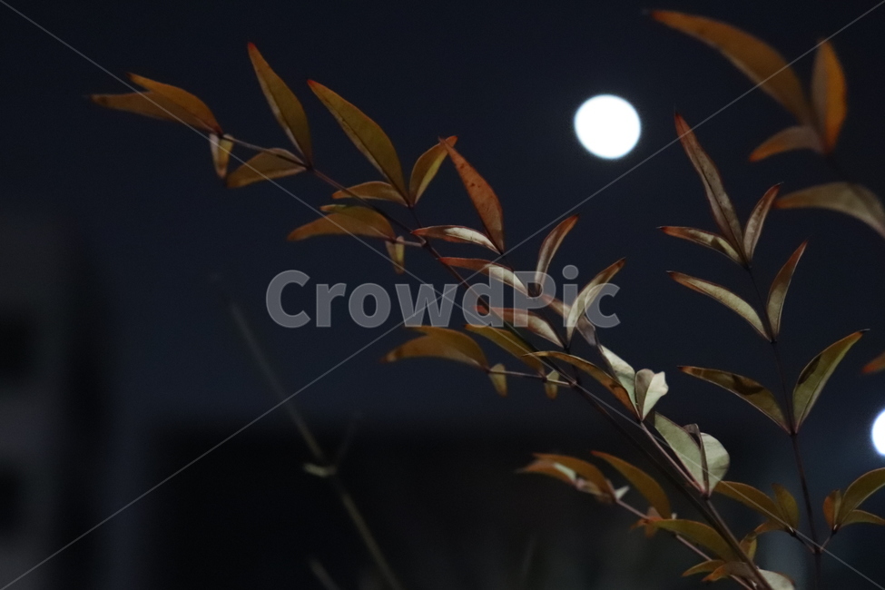 달,밤,어두운,하늘,밤하늘,나무,접사,야경,밤,풍경,nightscape,night,landscape,nature,자연,outdoors,옥외