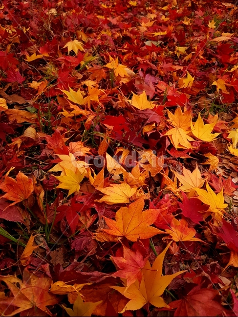 단풍,가을,풍경,빨강,맑음,자연,가을,계절,fall,autumn,season,식물,자연,plants,nature,plant,leaf,잎,tree,나무,maple