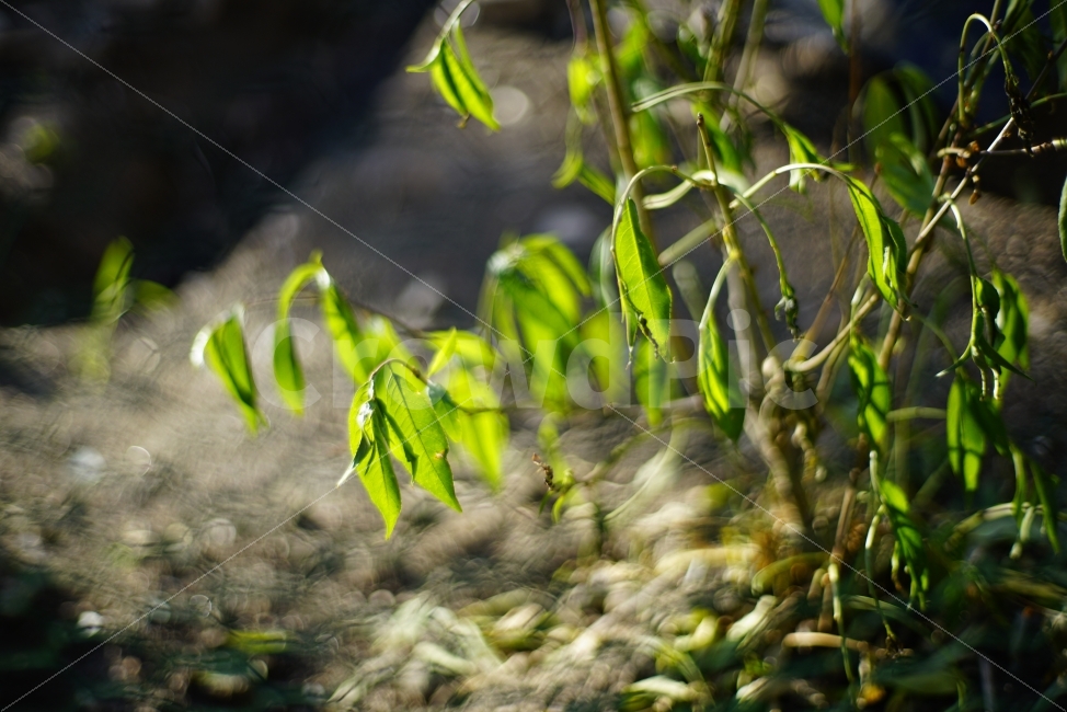 풀잎,싱그러움,노을빛,햇빛,반투명,몽글몽글,식물,자연,plants,nature