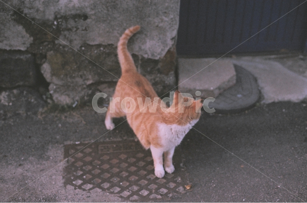길냥이,치즈냥,돌담,길거리,고양이,동물,animal,포유류,mammal,고양이,cat,kitten,kitty,감성,sensible,feeling