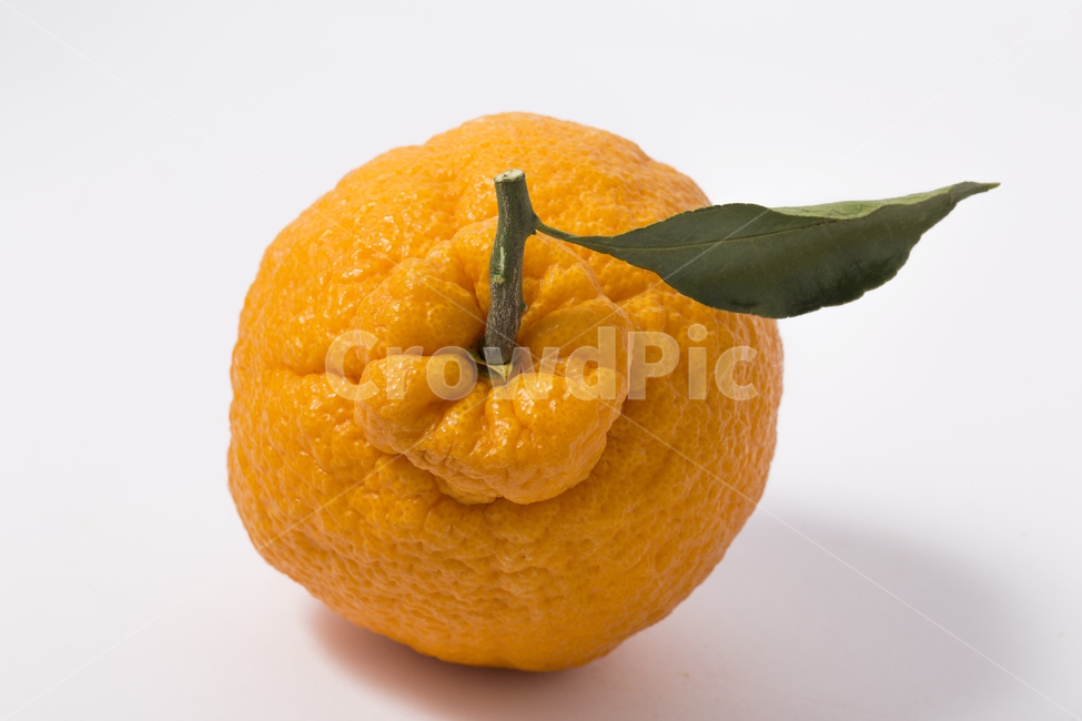 한라봉,과일,귤,감귤,오렌지,비타민,잎사귀,주황색,과일,열매,fruit